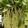 Coelogyne rochussenii (Ruffled Lip Coelogyne Orchid)