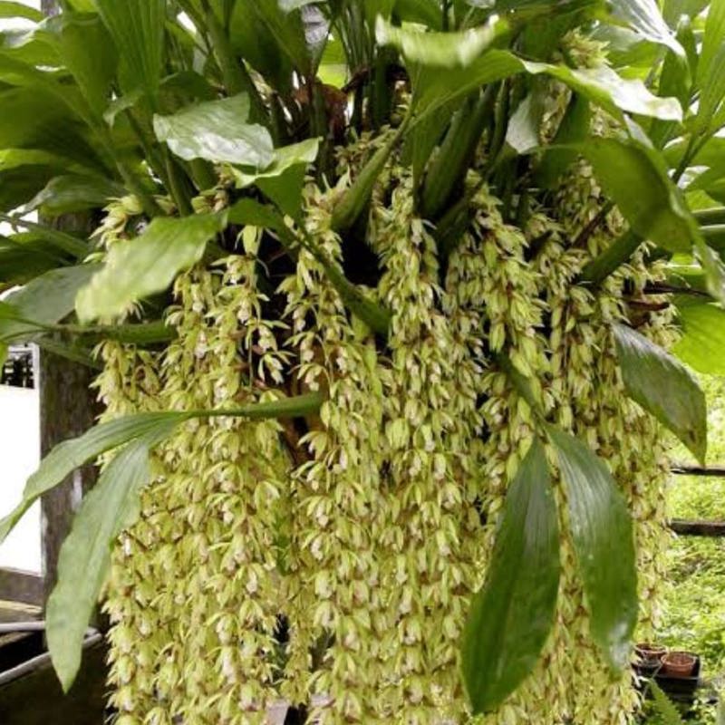 Coelogyne rochussenii (Ruffled Lip Coelogyne Orchid)