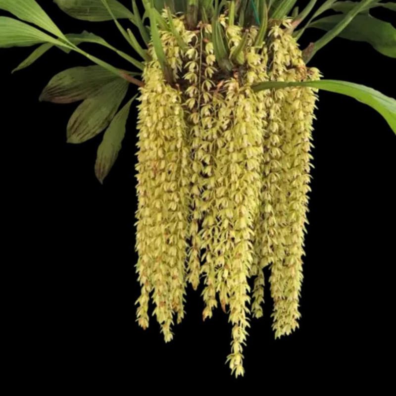 Coelogyne rochussenii (Ruffled Lip Coelogyne Orchid)