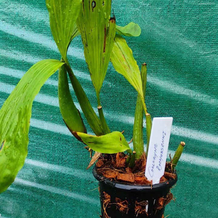 Coelogyne rochussenii (Ruffled Lip Coelogyne Orchid)