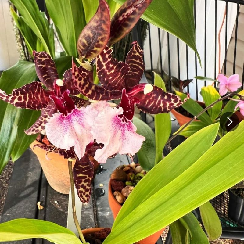 Colmanara Masai White (White Dancing Lady Orchid)