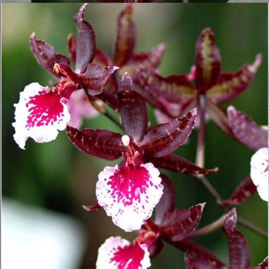 Colmanara Masai White (White Dancing Lady Orchid)
