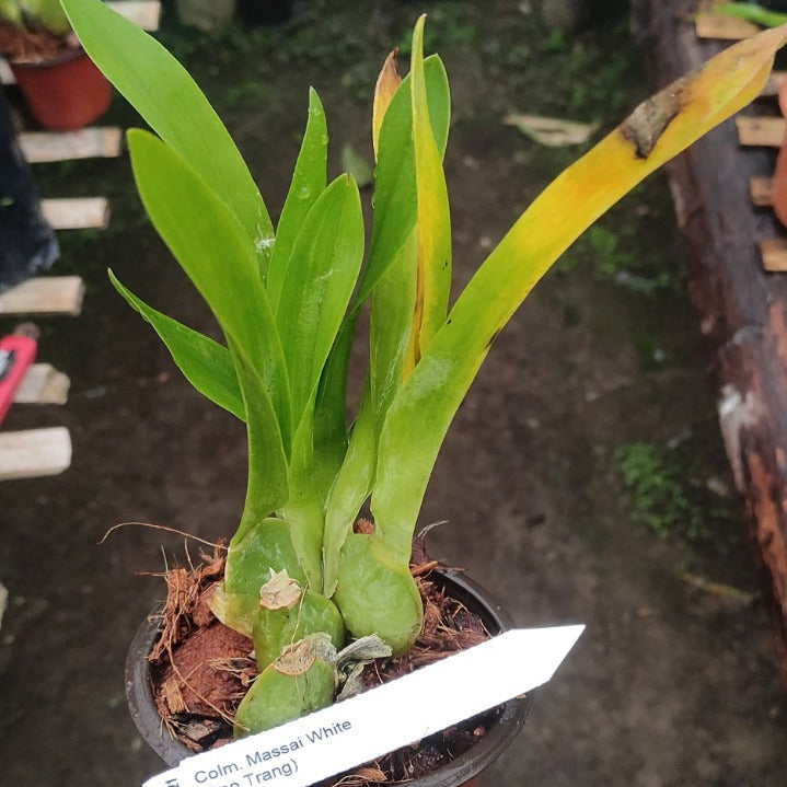 Colmanara Masai White (White Dancing Lady Orchid)