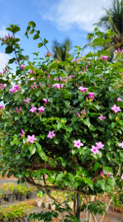 Rubber vine creeper plant (Ashiyana Rang-E-Zaahar Vine)