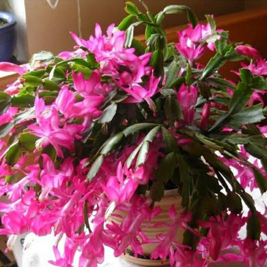 Christmas Cactus (Schlumbergera Hybrid)