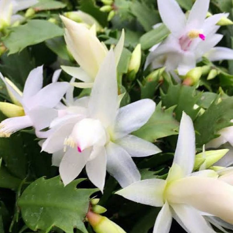 Christmas Cactus (Schlumbergera Hybrid)