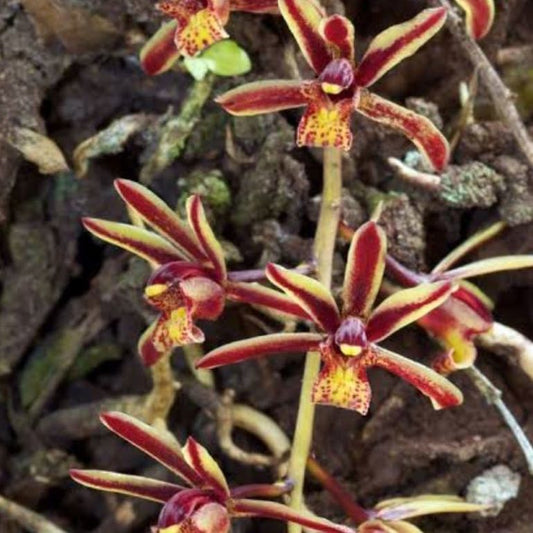 Cymbidium bicolor var. red (Red Bicolor Cymbidium Orchid)