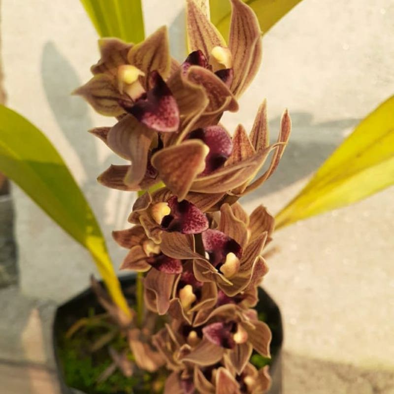 Cymbidium devonianum (Trailing Cymbidium Orchid)