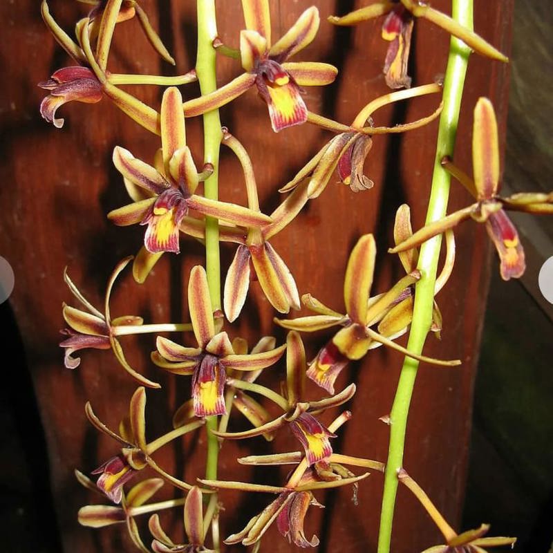 Cymbidium finlaysonianum (Giant Pendulous Cymbidium)