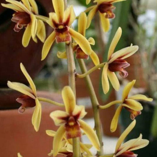 Cymbidium finlaysonianum (Giant Pendulous Cymbidium)