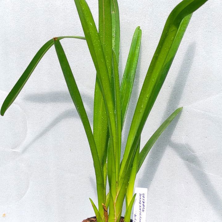 Cymbidium finlaysonianum (Giant Pendulous Cymbidium)