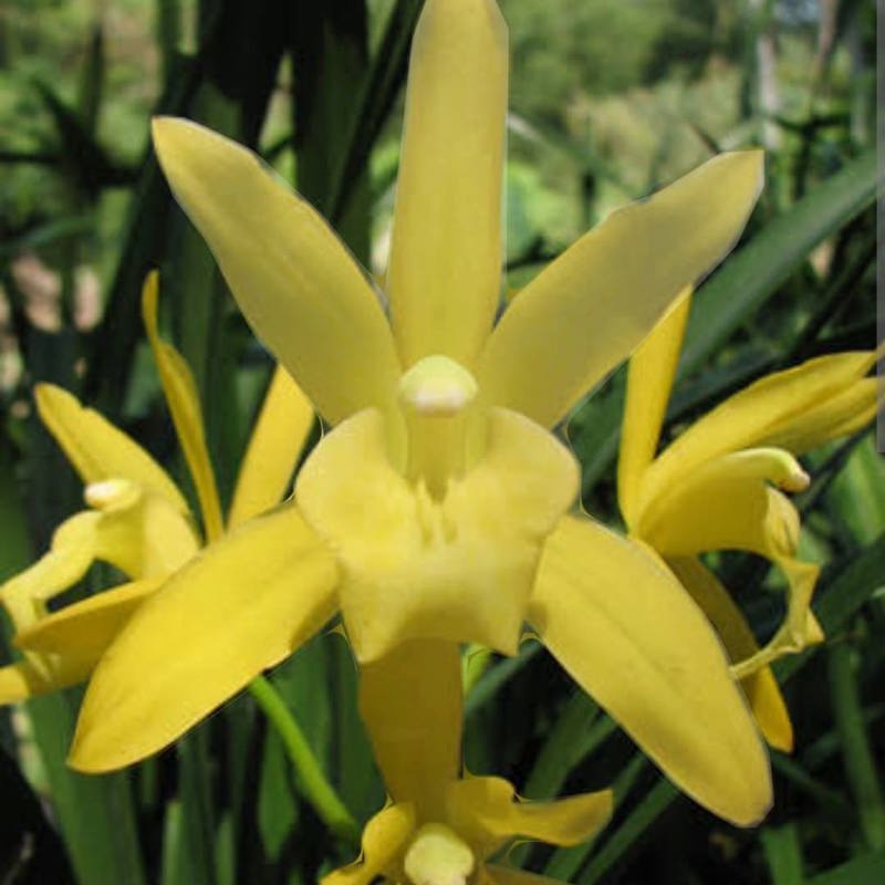 Cymbidium Golden Elf ‘Stardust’ (Dwarf Yellow Cymbidium Orchid)