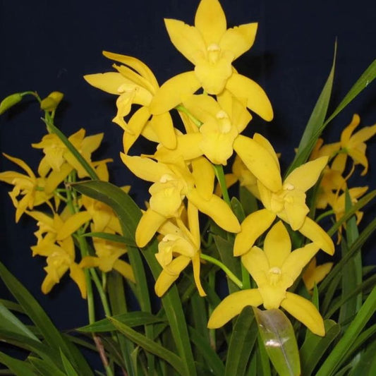 Cymbidium Golden Elf ‘Stardust’ (Dwarf Yellow Cymbidium Orchid)