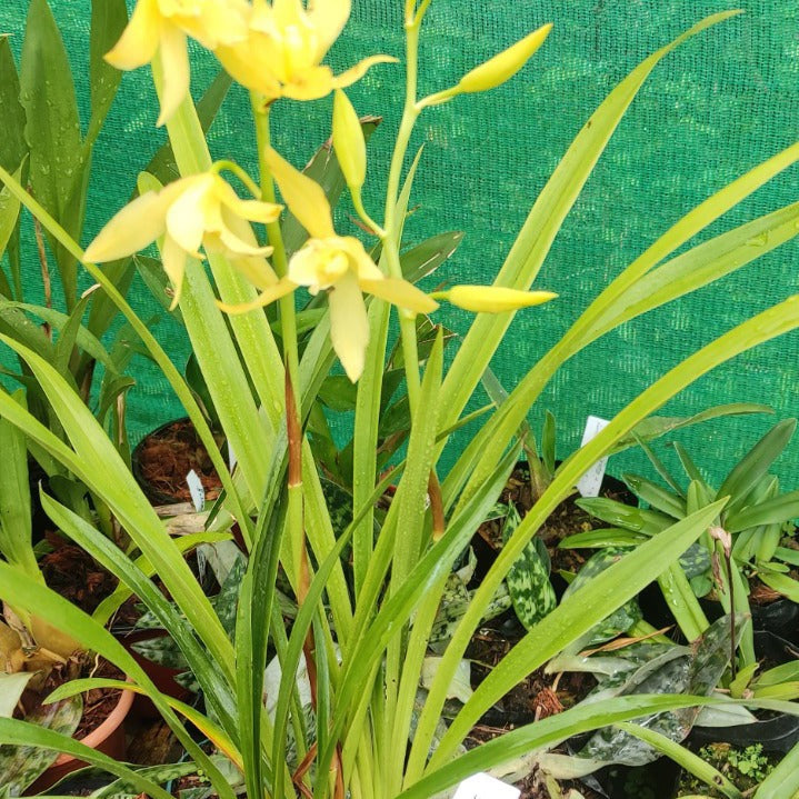 Cymbidium Golden Elf ‘Stardust’ (Dwarf Yellow Cymbidium Orchid)