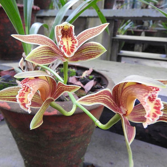 Cymbidium iridioides (Large-Flowered Cymbidium Orchid)