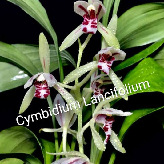 Cymbidium lancifolium (Lance-Leaf Cymbidium)
