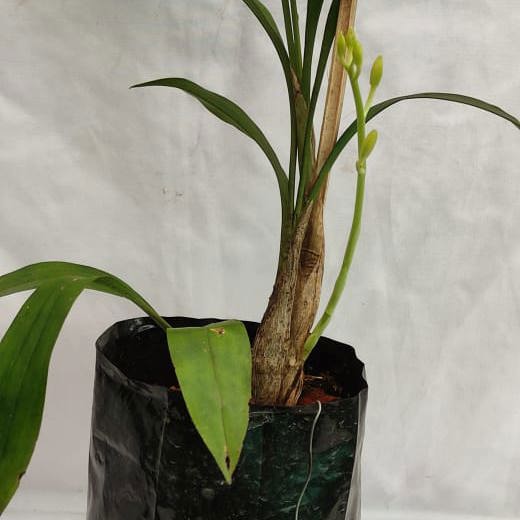 Cymbidium lancifolium (Lance-Leaf Cymbidium)