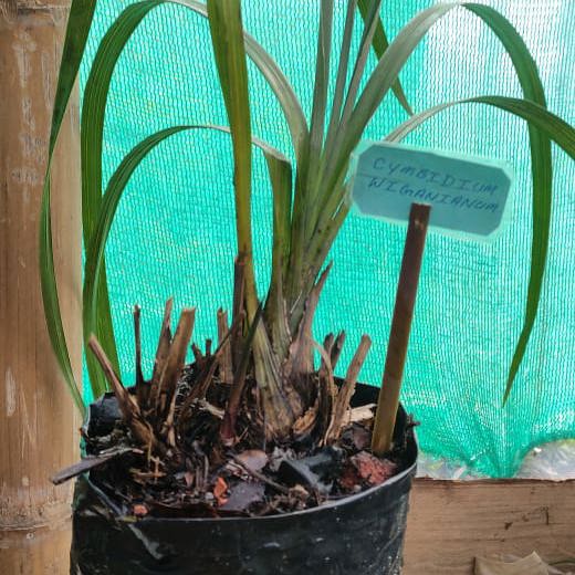Cymbidium wiganianum (Wigan's Cymbidium)