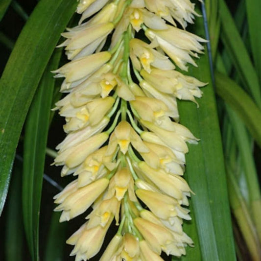 Cymbidium elegans (Elegant Cymbidium)