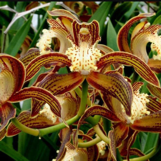 Cymbidium tracyanum (Tracy’s Cymbidium)