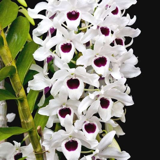 Den. Forty Niner 'Susan'