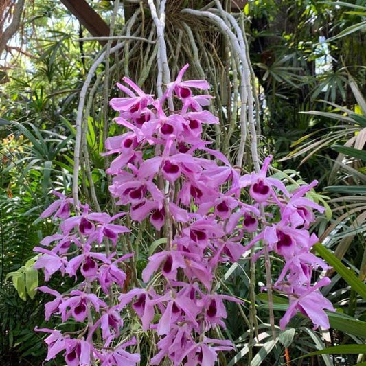 Dendrobium anosmum (Unscented Dendrobium / Hono-Hono Orchid)