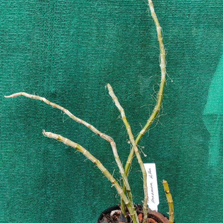 Dendrobium Anosmum Var. alba