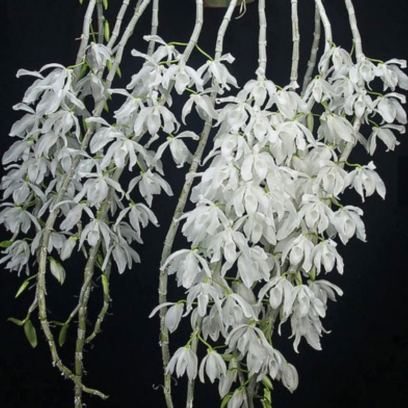 Dendrobium Anosmum Var. alba
