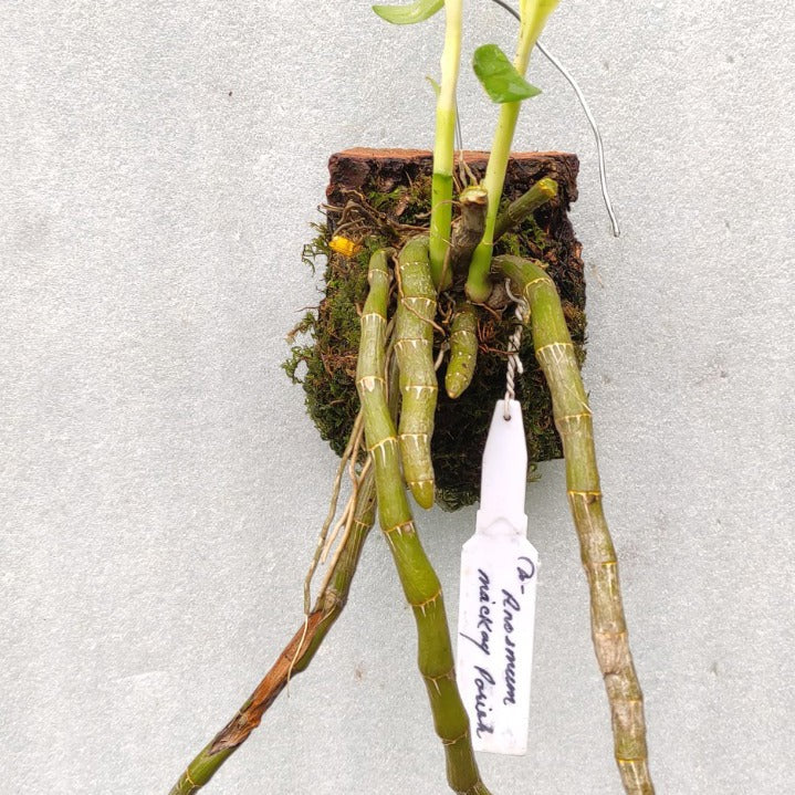 Dendrobium Anosmum - Mackay
