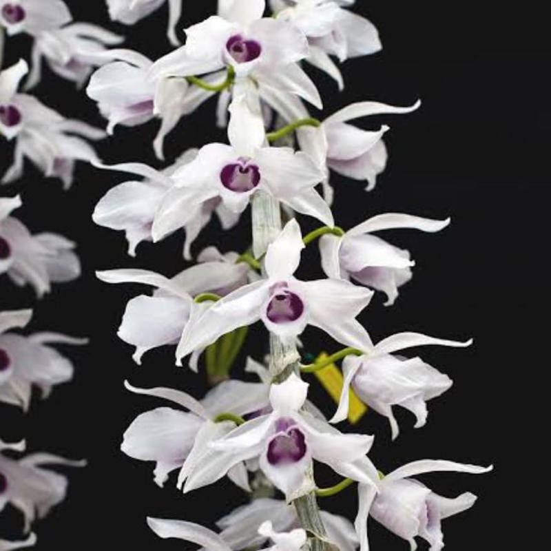 Dendrobium Anosmum Semi