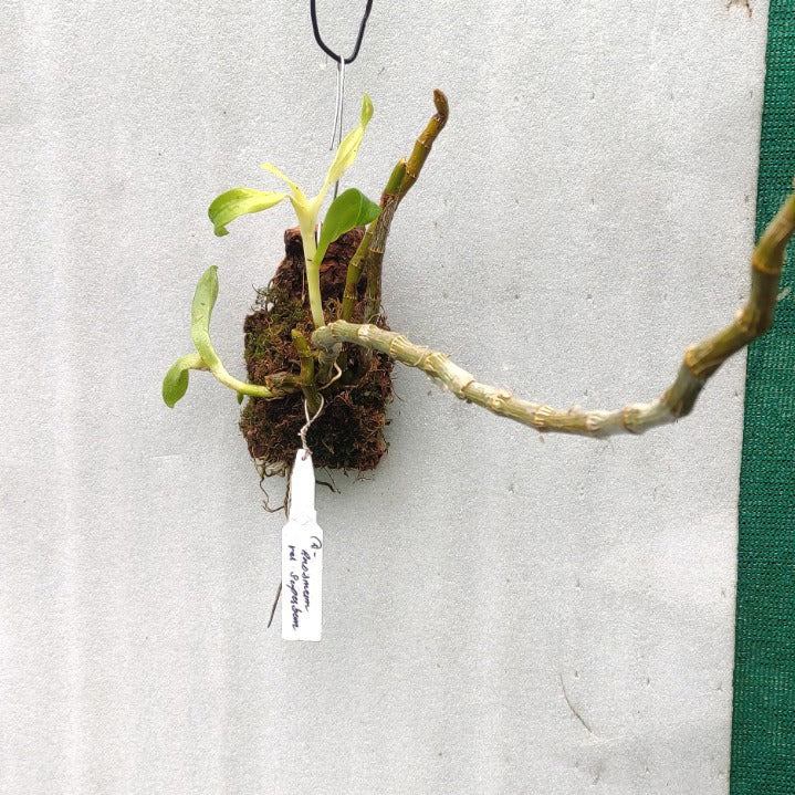 Dendrobium Anosmum - Superbum