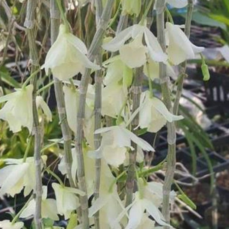 Dendrobium aphyllum Alba (Leafless Dendrobium Alba)