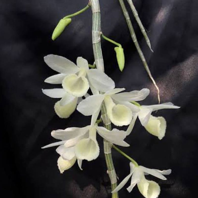 Dendrobium aphyllum Alba (Leafless Dendrobium Alba)