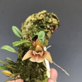 Dendrobium brunneum (Brown-Flowered Dendrobium)