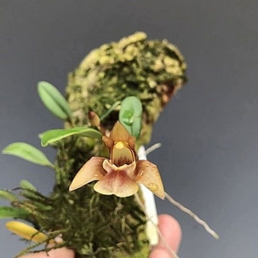 Dendrobium brunneum (Brown-Flowered Dendrobium)