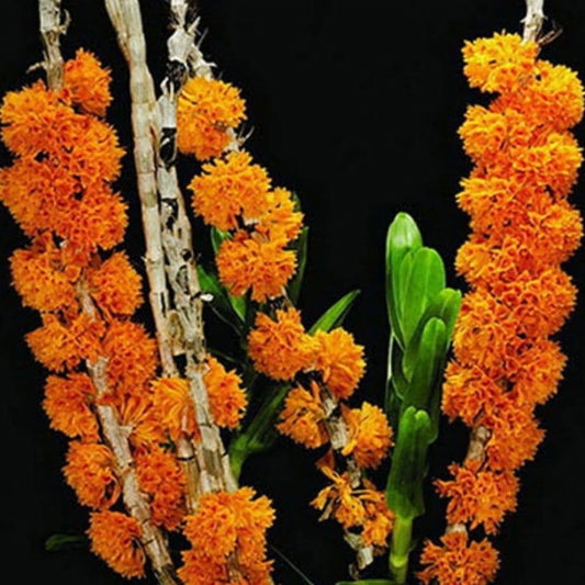 Dendrobium bullenianum (Golden Cane Orchid)