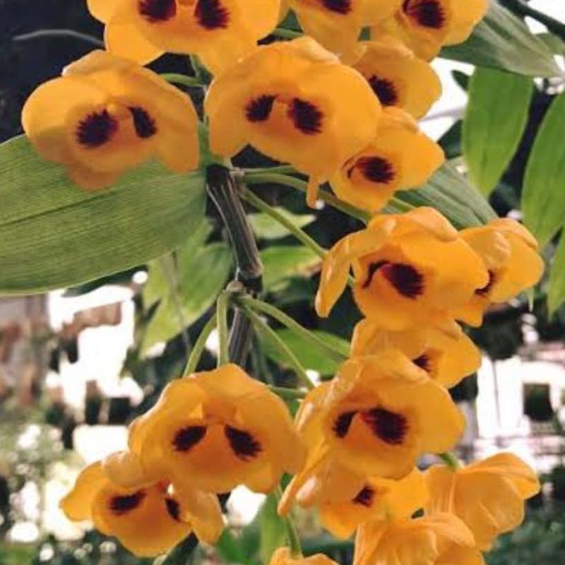 Dendrobium Chrysanthum