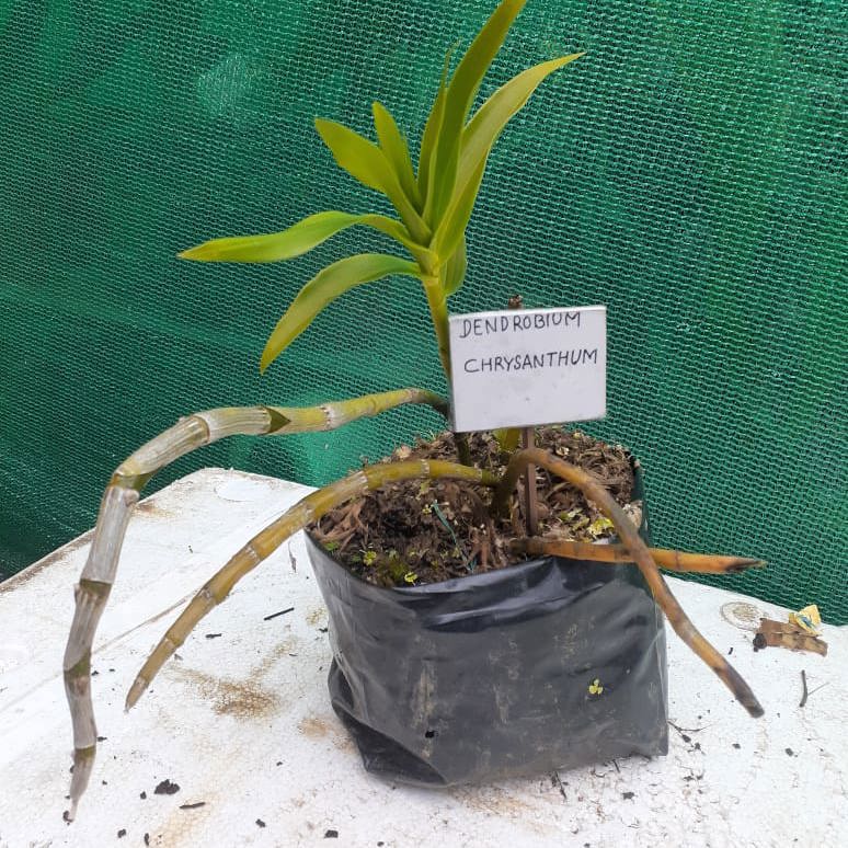 Dendrobium Chrysanthum