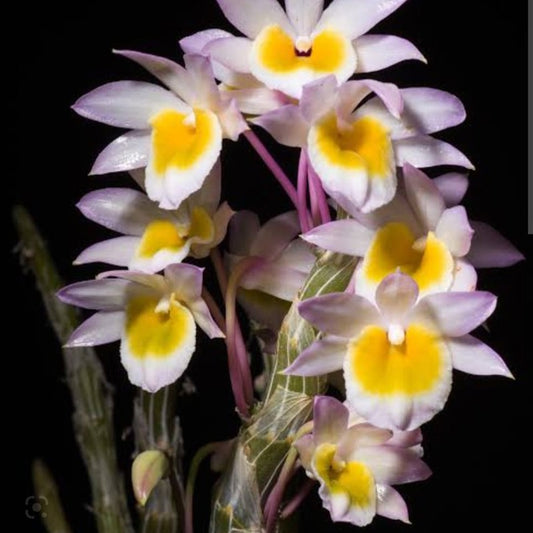 Dendrobium crepidatum (Toothed Lip Dendrobium)