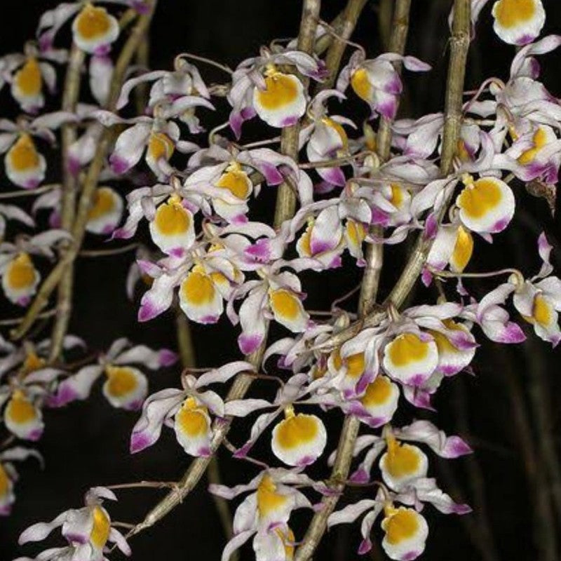 Dendrobium crystallinum (Crystal Dendrobium)