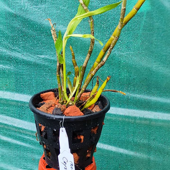 Dendrobium crystallinum (Crystal Dendrobium)