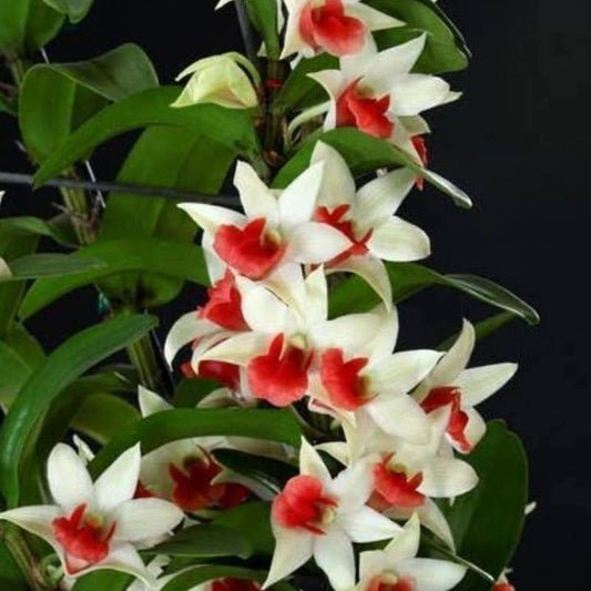 Dendrobium Dawn Maree