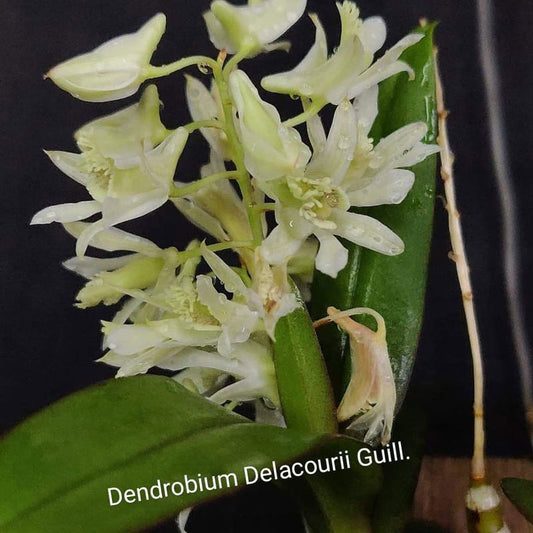 Dendrobium delacourii Guill.