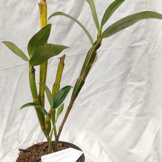 Dendrobium densiflorum (Pineapple Orchid)