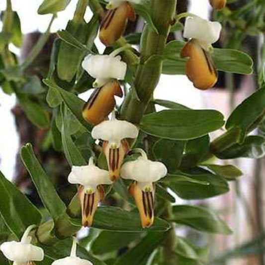 Dendrobium ellipsophyllum