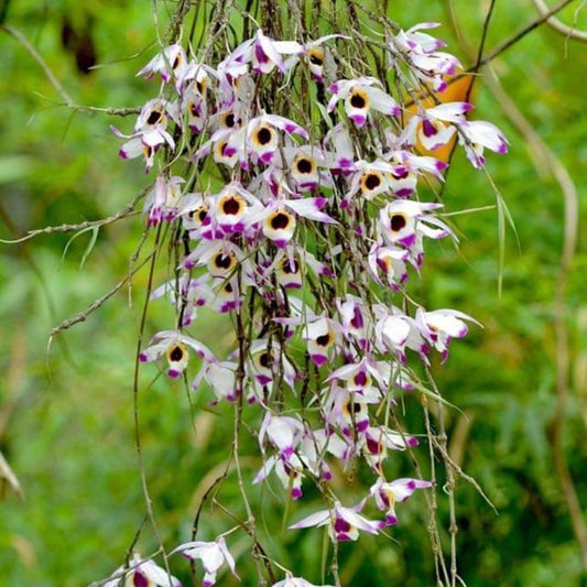 Dendrobium falconeri