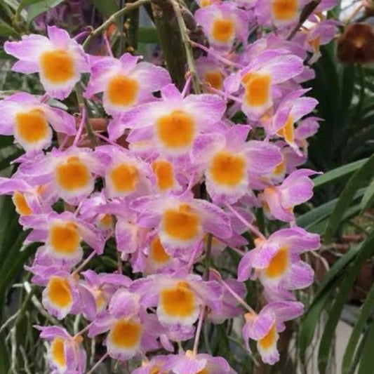 Dendrobium farmeri 'Pink'