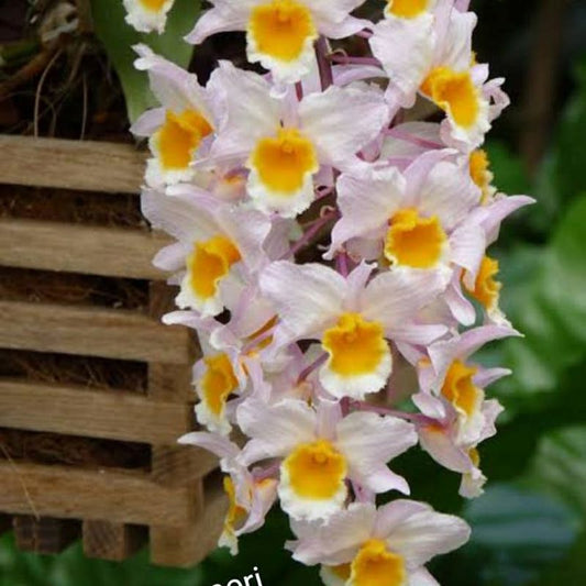 Dendrobium farmerii