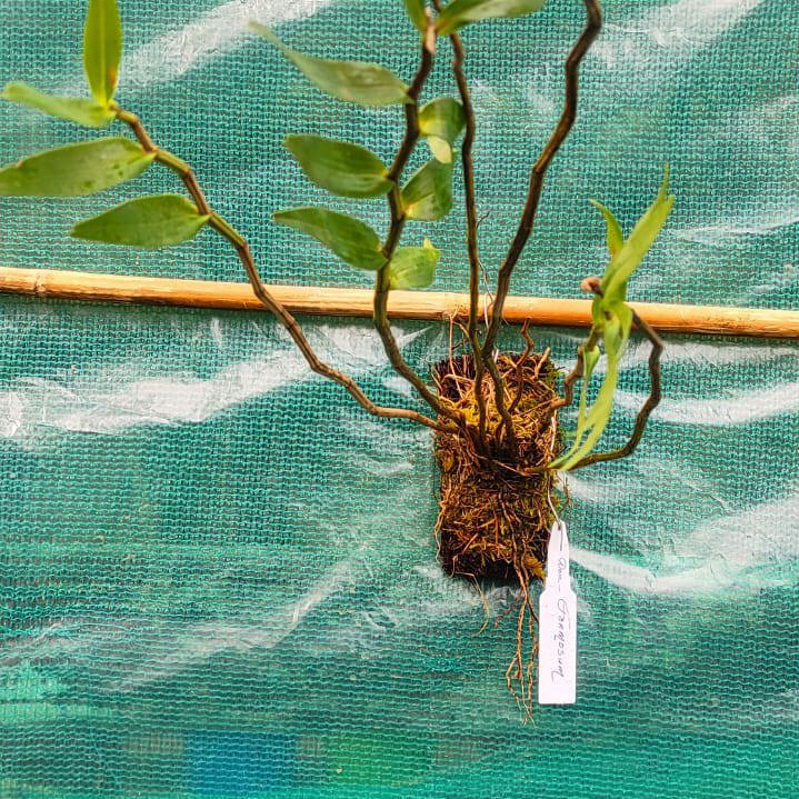 Dendrobium Formosum
