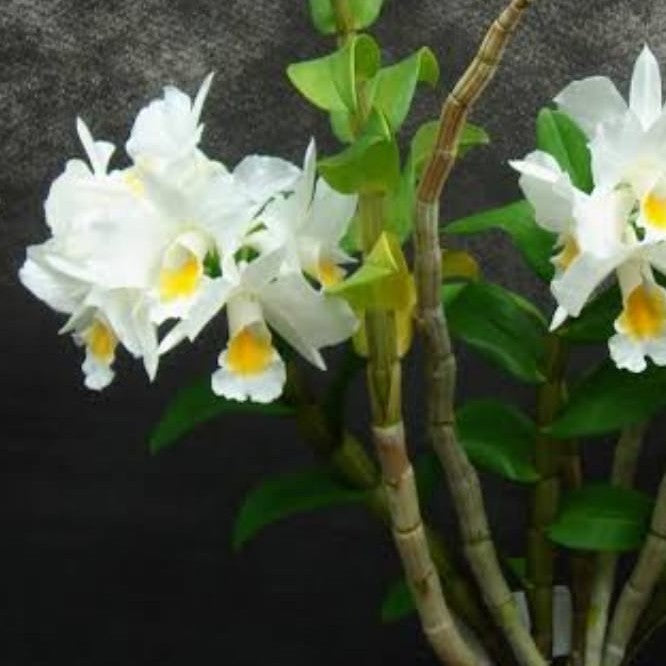 Dendrobium Formosum